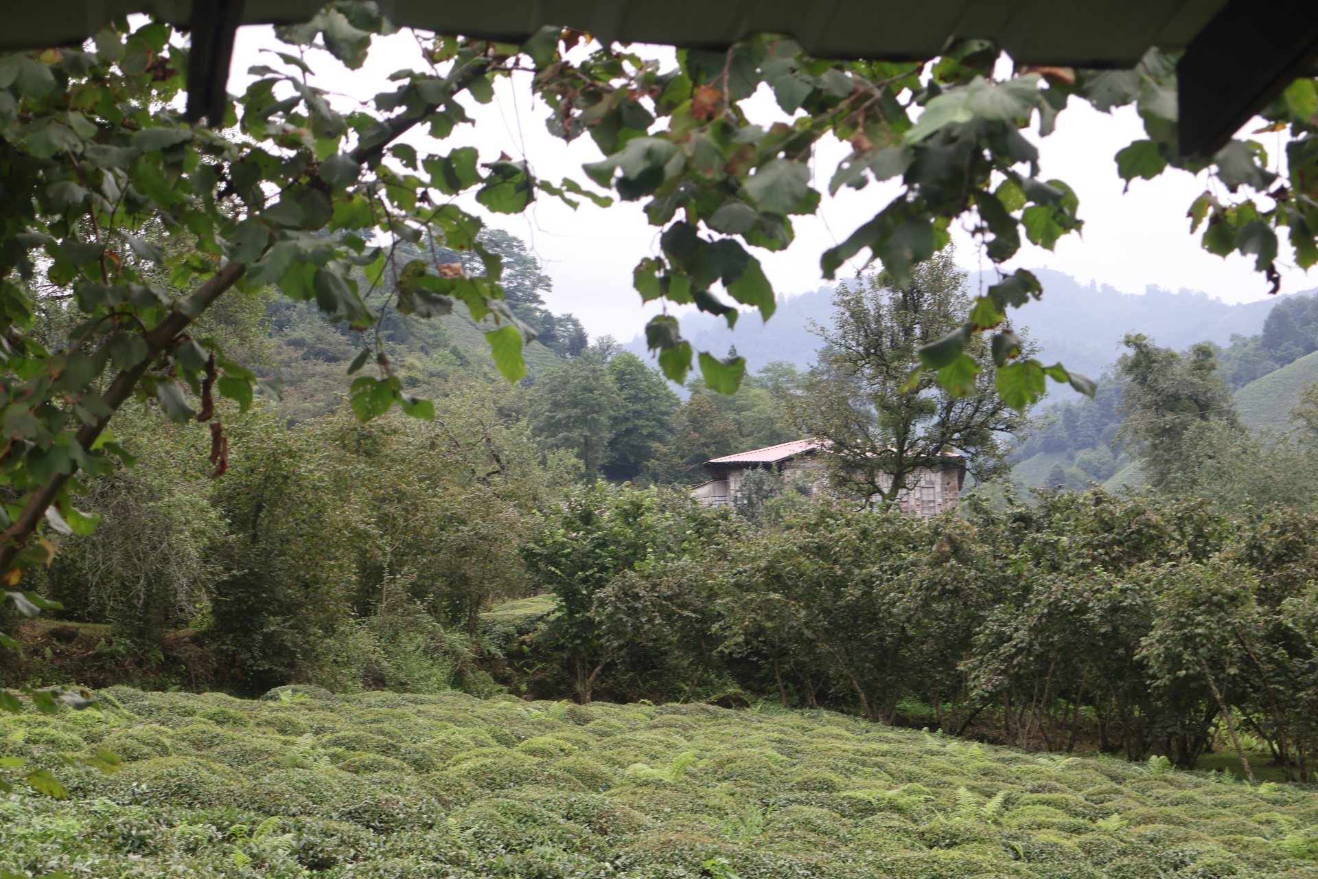 Artvin – son gün