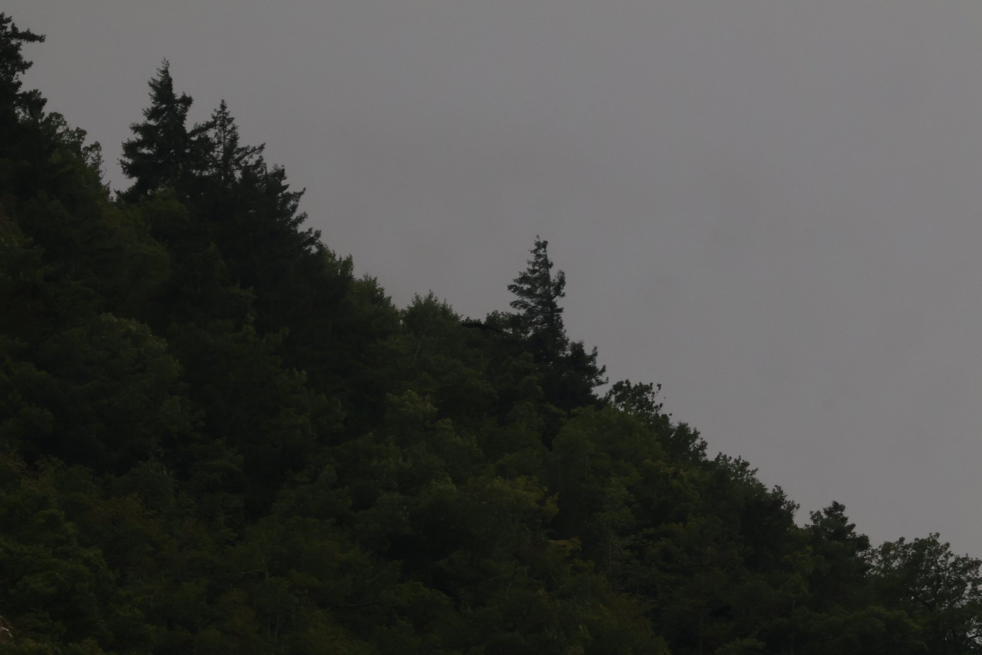 Artvin