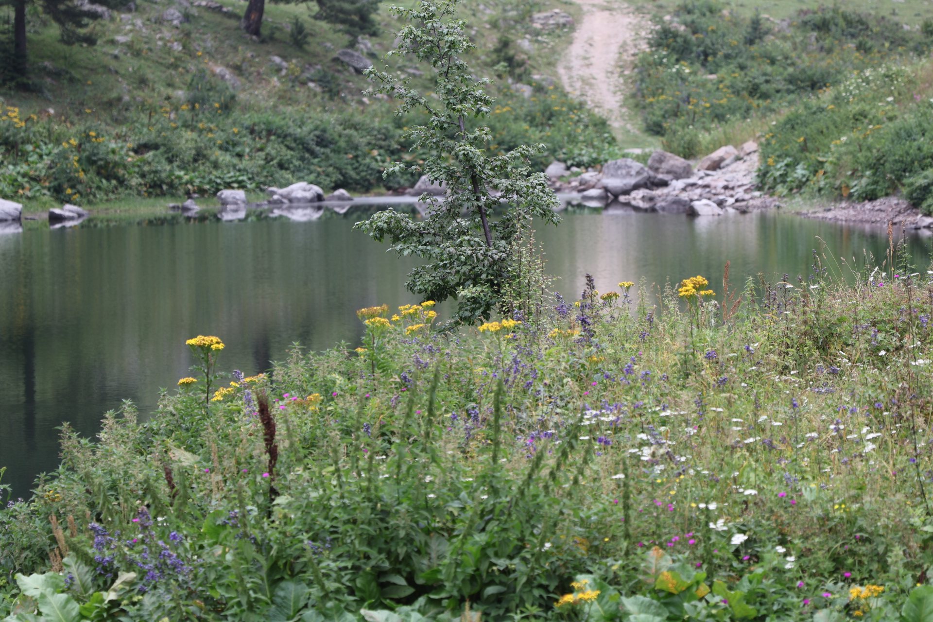 Şavşat