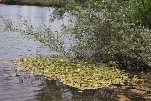 Gölcük Tabiat Parkı ve Akçakoca